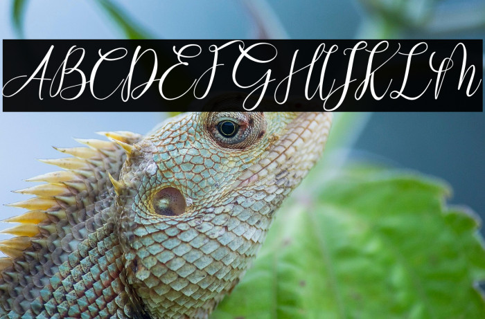 White Chunti Demo Example 2