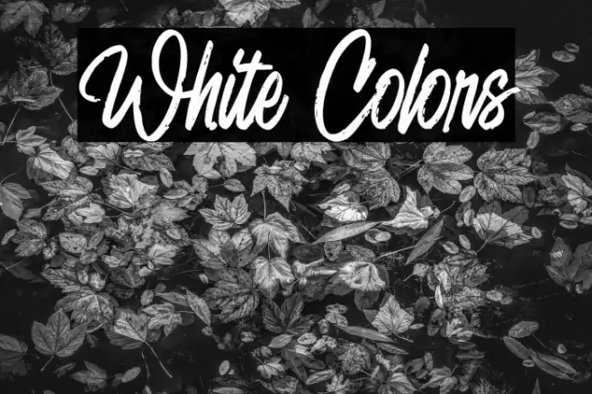 White Colors 字体 examples
