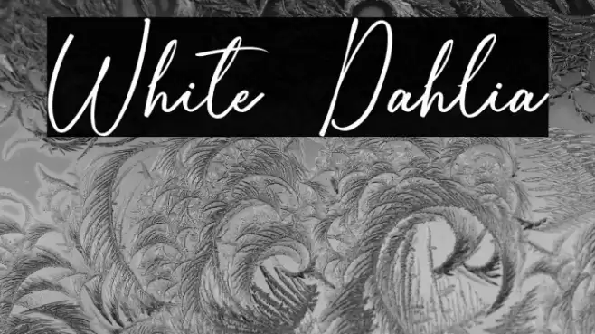 White Dahlia خط examples