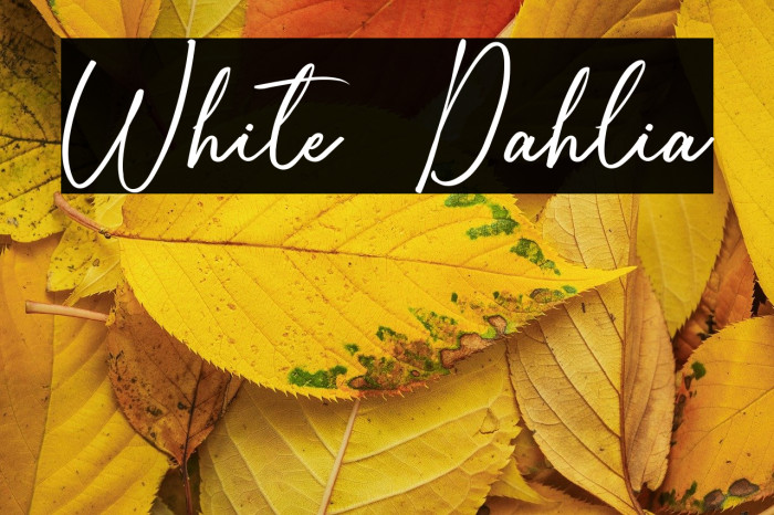 White Dahlia Example 2