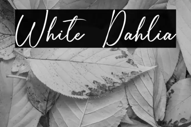 White Dahlia خط examples