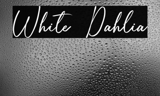 White Dahlia خط examples