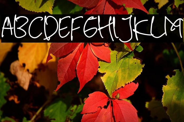 White Honey Demo Sans Example 3