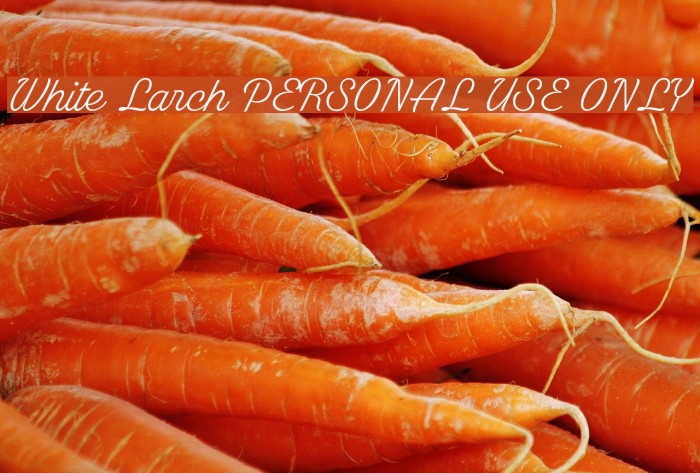White Larch PERSONAL USE ONLY Font examples