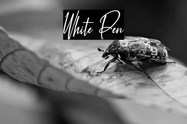 White Pen 字体 examples