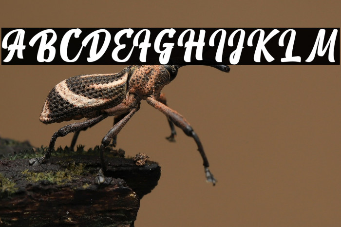 White Pigeon Personal Use Example 1