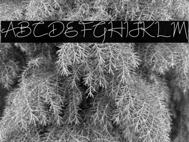 White Rose Font examples