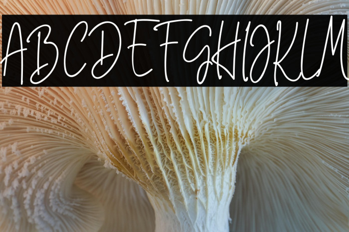 White Star Example 3