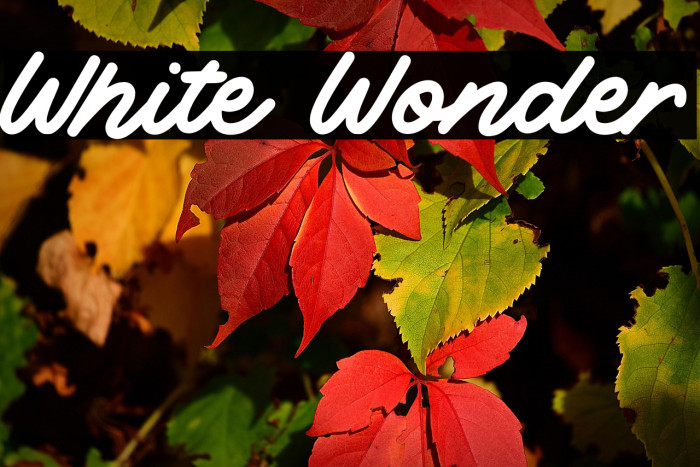 White Wonder Example 3