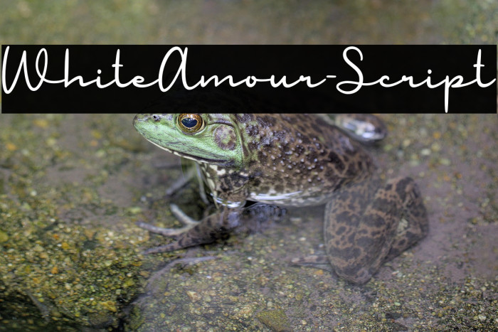 WhiteAmour-Script Example 3