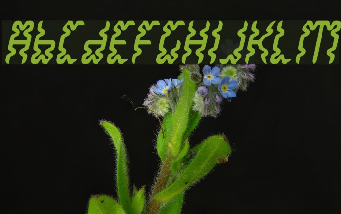 WhiteLake Font examples