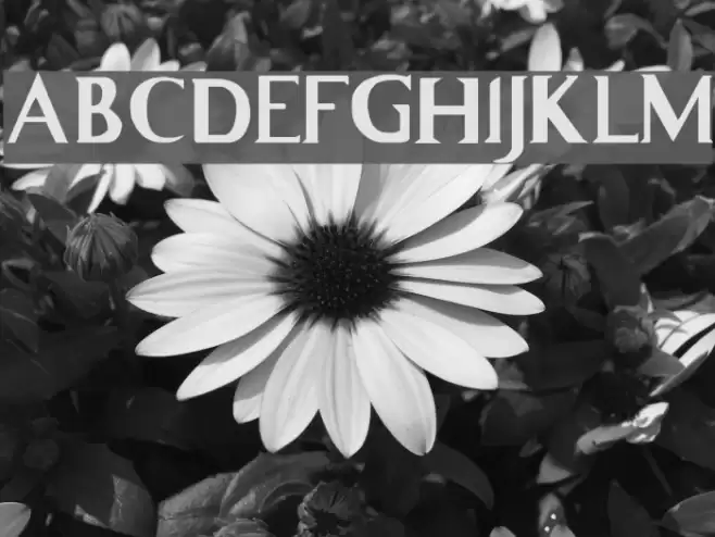 Whitelighter Font examples