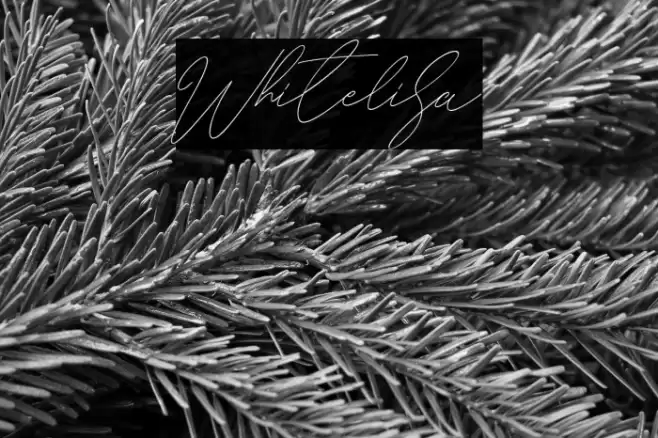 Whitelisa Fonte examples