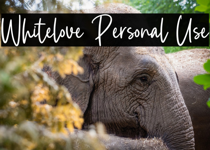 Whitelove Personal Use Example 2