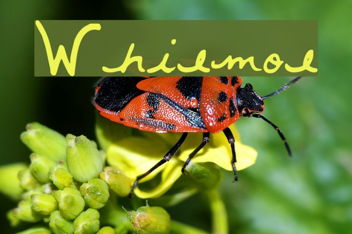 Whitemouse لخطوط تنزيل examples