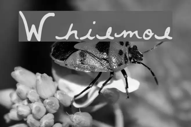 Whitemouse Font examples