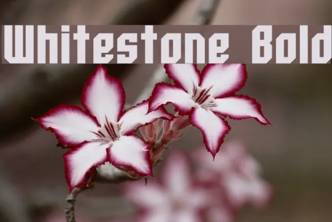 Whitestone Bold Example 3