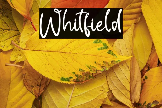 Whitfield Example 3