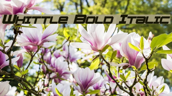Whittle Bold Italic Font examples