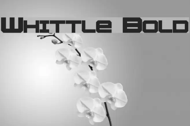 Whittle Bold Font examples