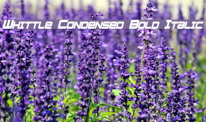 Whittle Condensed Bold Italic Example 1