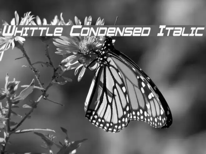 Whittle Condensed Italic Font examples