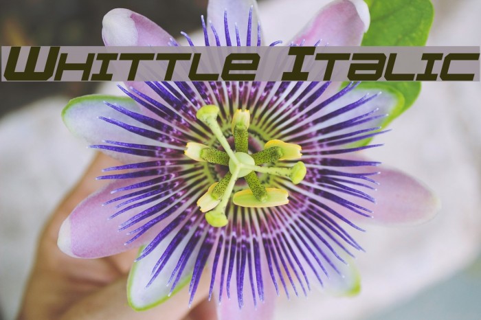 Whittle Italic Font examples