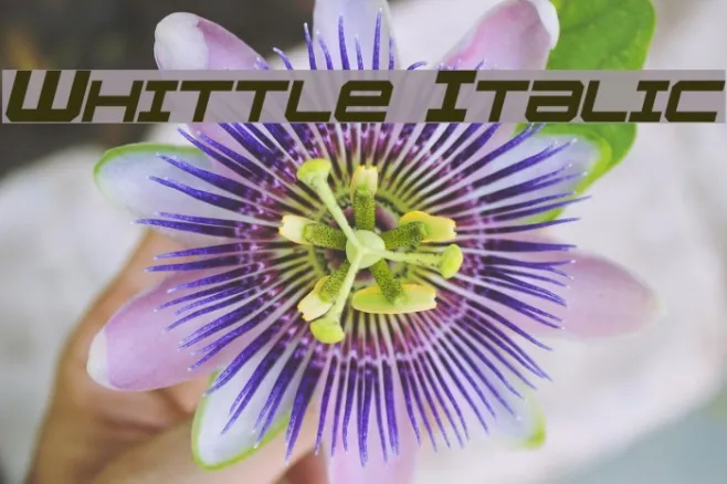 Whittle Italic Example 1