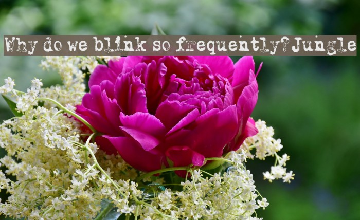 Why do we blink so frequently? Jungle Fonte examples