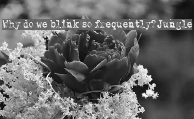 Why do we blink so frequently? Jungle Fonte examples