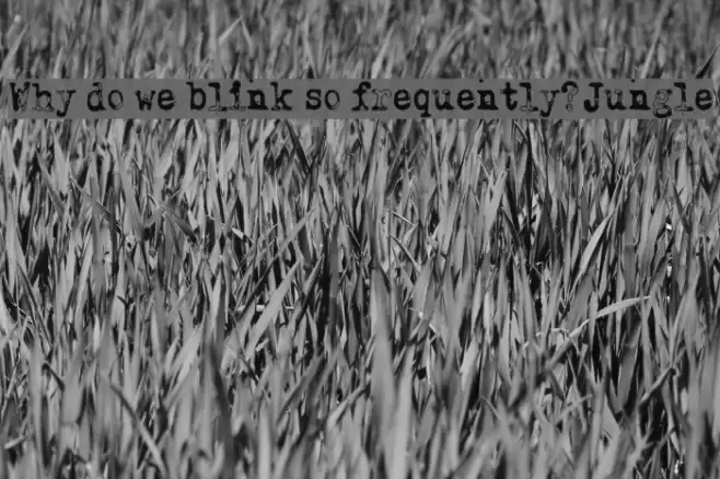 Why do we blink so frequently? Jungle Fonte examples