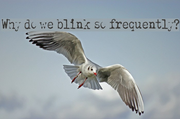 Why do we blink so frequently? Font examples