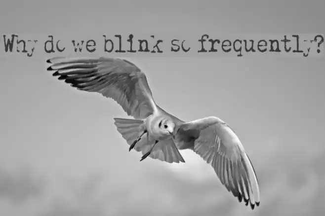 Why do we blink so frequently? Schriftart examples