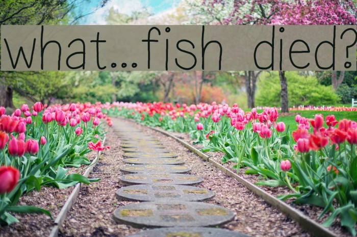 what...fish died? Example 2
