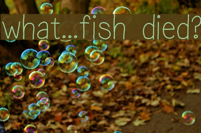 what...fish died? Example 3