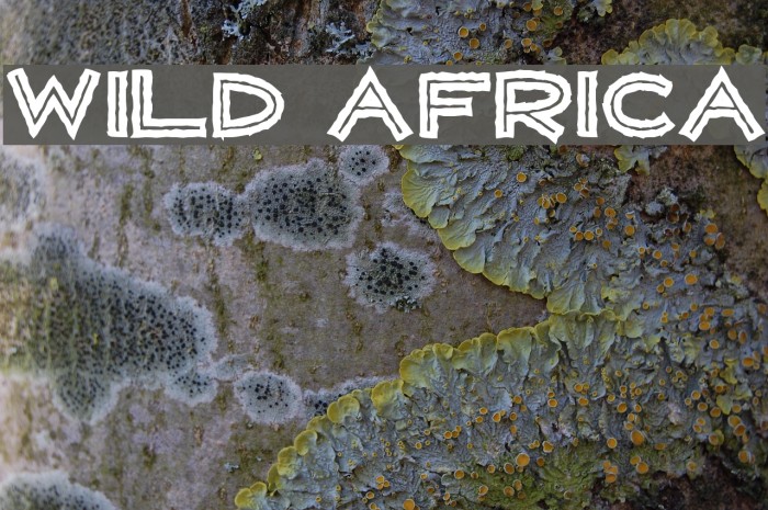 WILD AFRICA Font examples