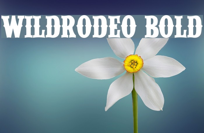 WILDRODEO Bold Example 2
