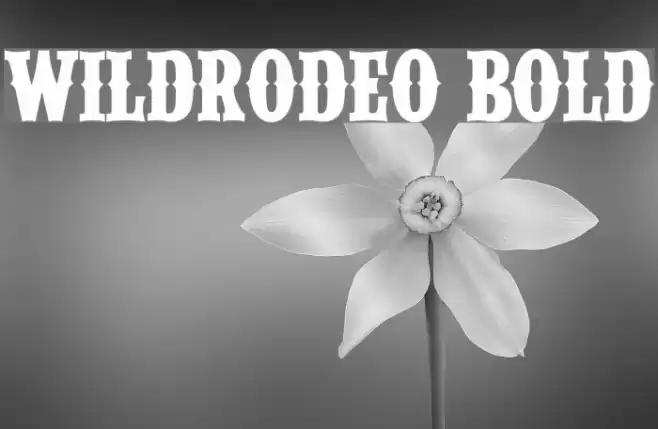 WILDRODEO Bold Font examples