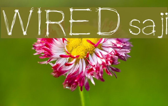 WIRED saji Font examples