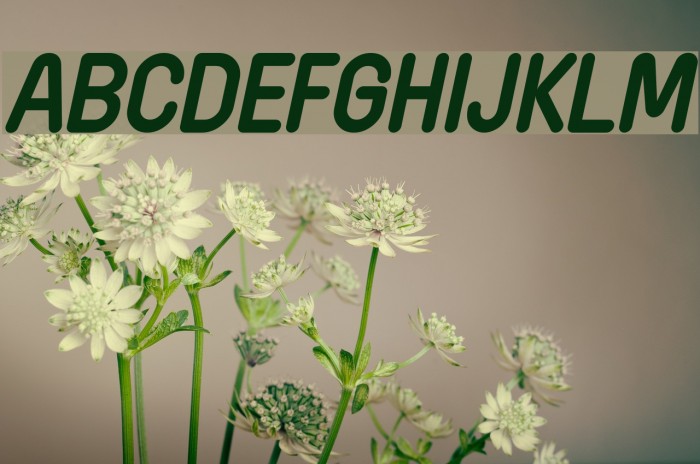 Wida Round Demo Bold Italic Font examples