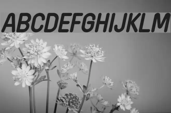 Wida Round Demo Bold Italic Fuentes examples