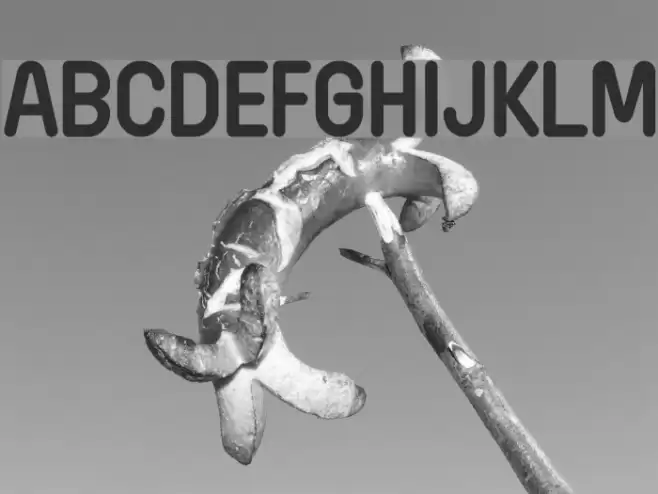 Wida Round Demo Bold Font examples