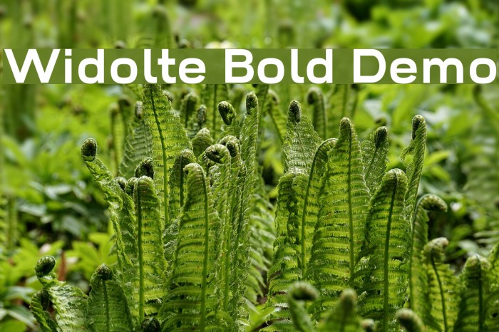 Widolte Bold Demo Font examples