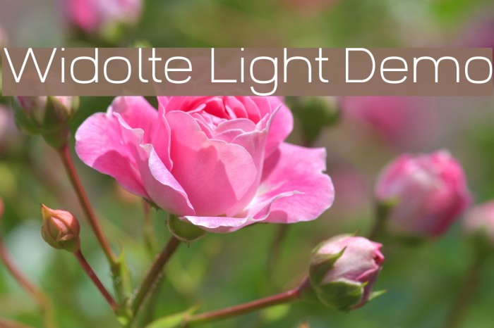 Widolte Light Demo Font examples