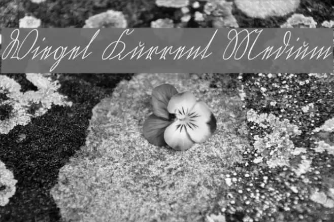 Wiegel Kurrent Medium Font examples