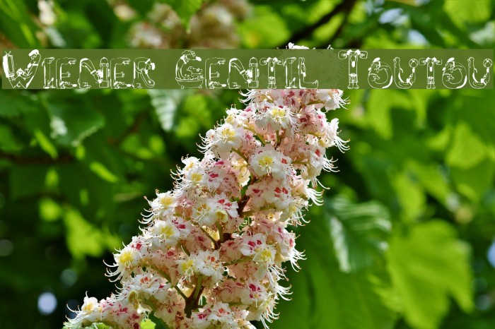 Wiener Gentil Toutou Font examples