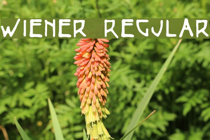 Wiener Regular Font examples