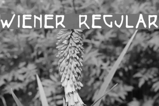 Wiener Regular フォント examples