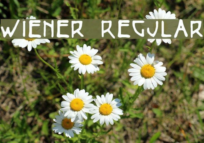 Wiener Regular Font examples