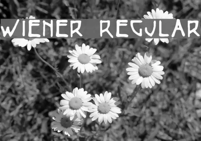 Wiener Regular フォント examples